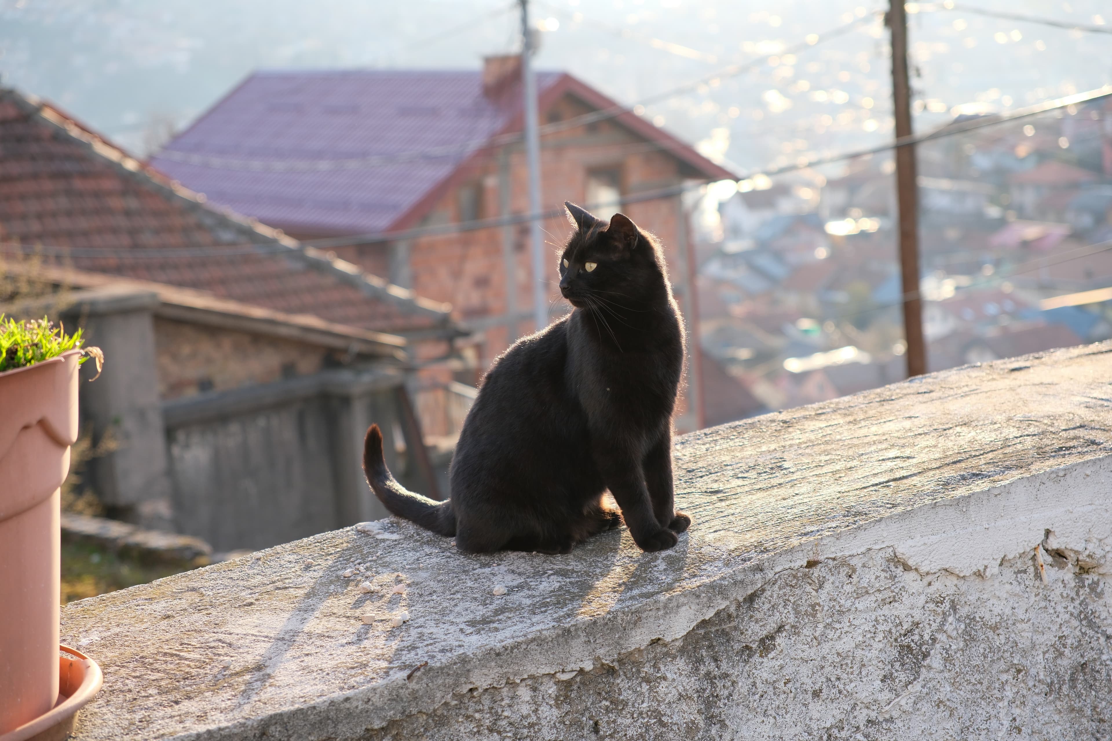 A local cat keeping an eye on the neighborhood during golden hour.
