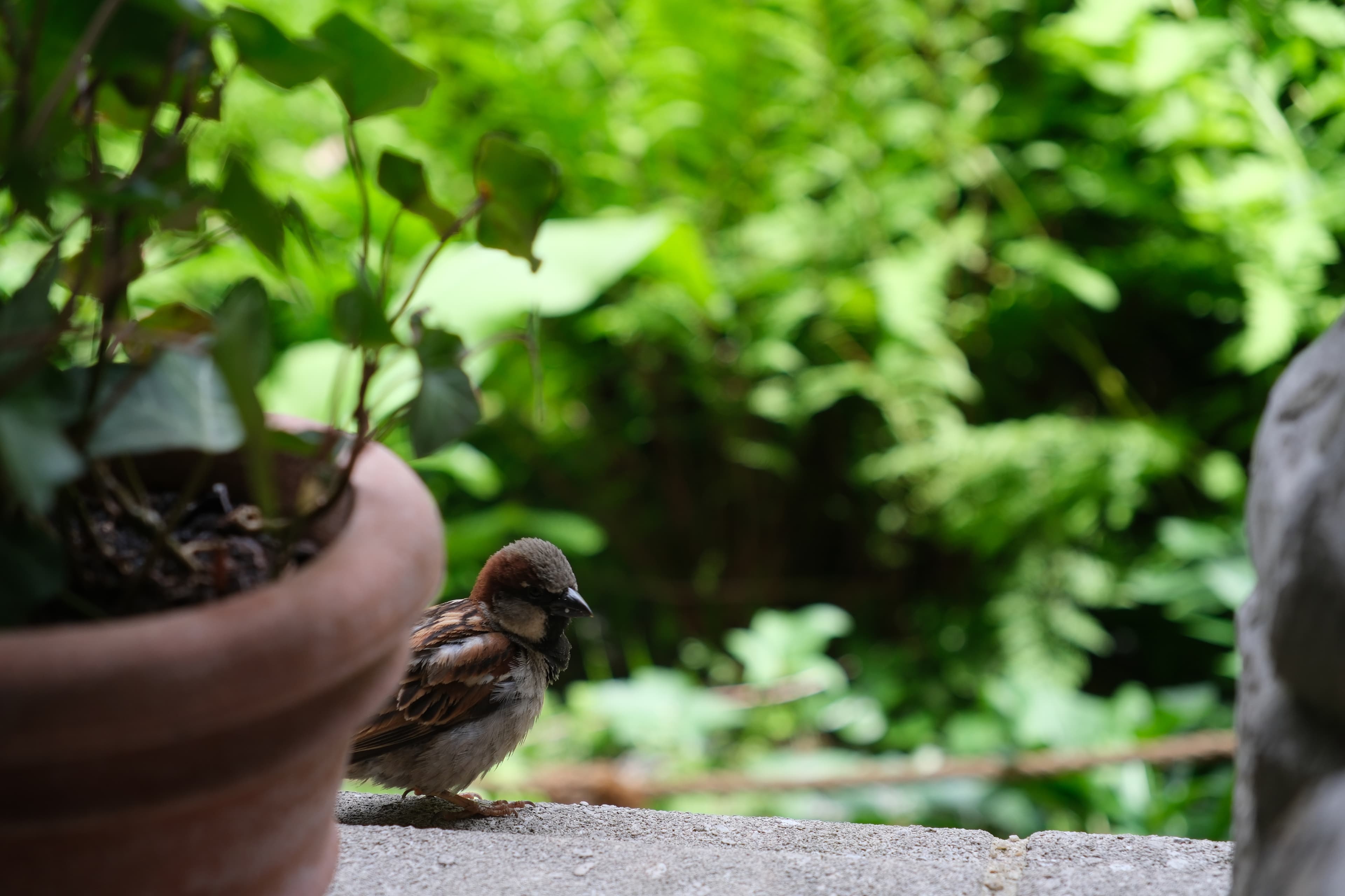 A bird perched peacefully among the gardens of The Cloisters.